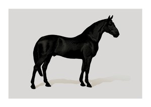 Affiche Black Horse Land. Drawing